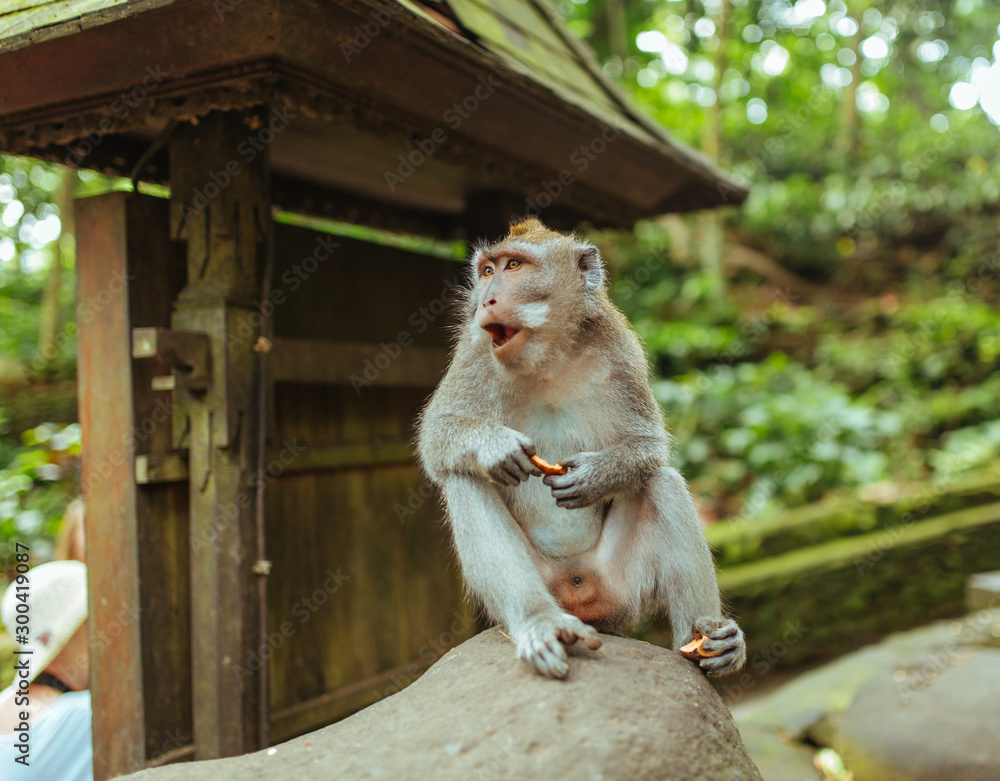 Macaque Monkey sitting on a stone and eating a banana