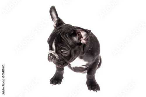 Tender mascot - black french bulldog baby  photo on white background