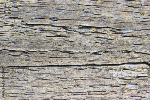 Wooden board. Tree