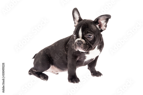 Tender mascot - black french bulldog baby  photo on white background