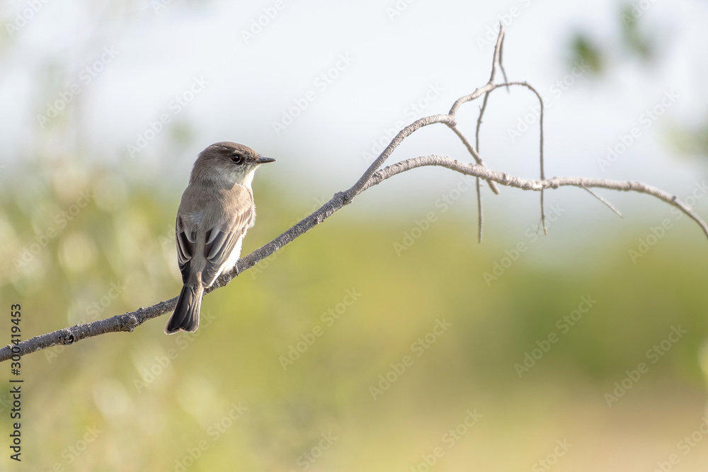 Obraz premium Eastern phoebe near the shore in Florida