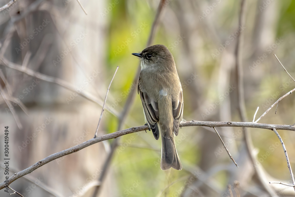 Eastern phoebe near the shore in Florida Eastern phoebe near the shore in Florida