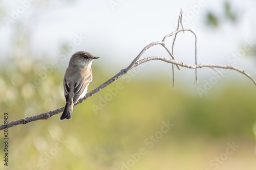 Eastern phoebe near the shore in Florida