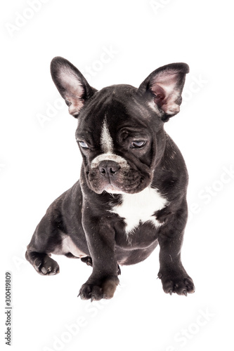 Tender mascot - black french bulldog baby, photo on white background © gonzalocalle