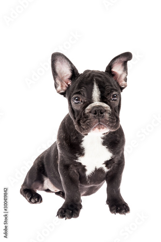 Fototapeta Naklejka Na Ścianę i Meble -  Tender mascot - black french bulldog baby, photo on white background