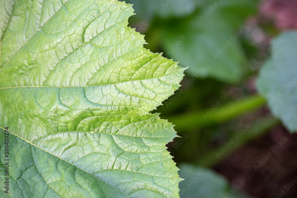 The texture and detail of a large green grape leaf is amazing. This one grows in Missouri. Bokeh. The texture and detail of a large green grape leaf is amazing. This one grows in Missouri. Bokeh.