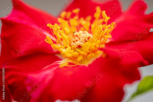 Bright red and yellow flower growing in a Florida garden