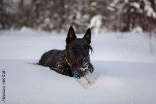 Scottish terrier is posing in a snow