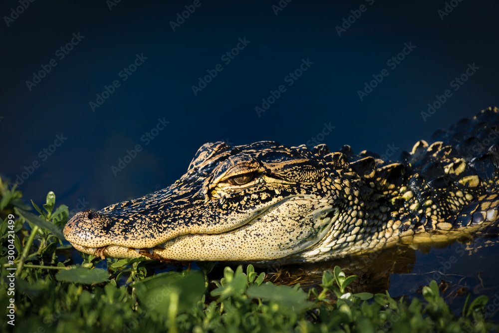 Fototapeta premium Juvenile gator at shore