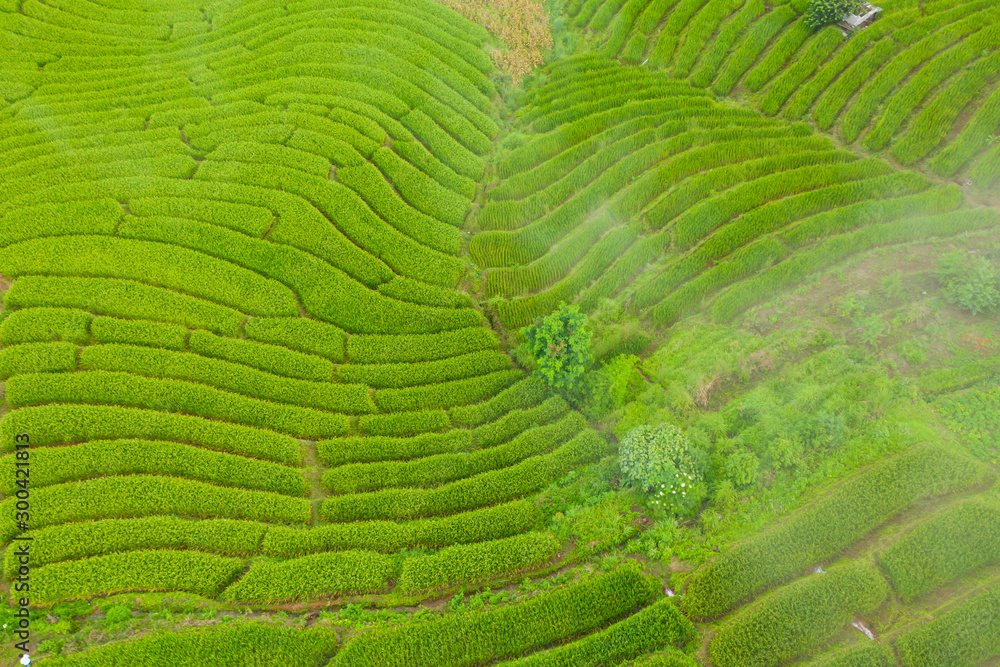 Aerial view of the green terraced rice fields landscape different pattern at morning in the northern thailand Aerial view of the green terraced rice fields landscape different pattern at morning in the northern thailand