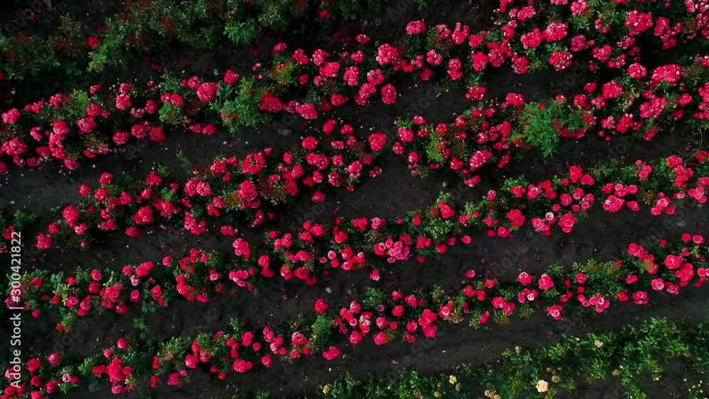 Luftaufnahme von bunten Rosenfeldern im Herbst