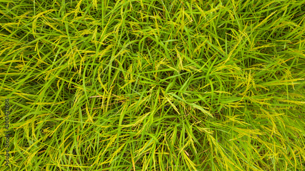 Aerial top view of the green rice background pattern at morning in the northern thailand Aerial top view of the green rice background pattern at morning in the northern thailand