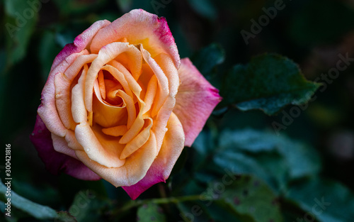 Orange and pink rose on dark background photo