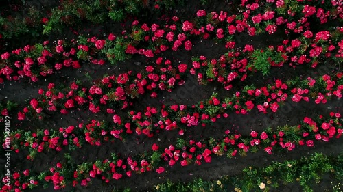 Luftaufnahme von bunten Rosenfeldern im Herbst photo