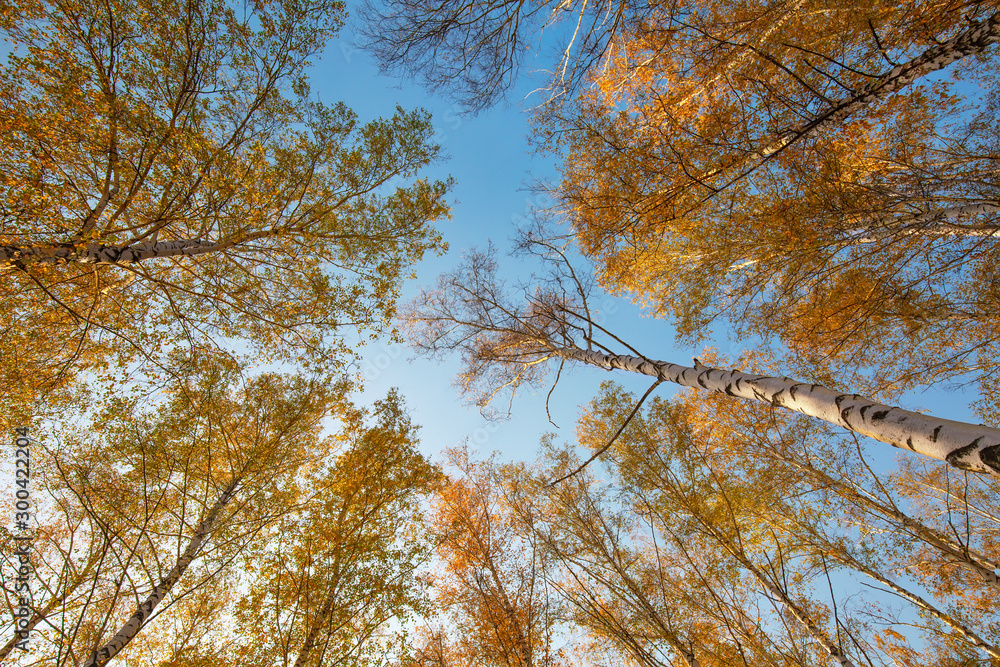 Fototapeta premium Yellow birches, fall season outdoor background
