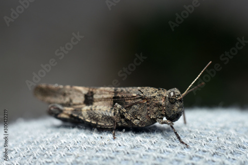 Grasshopper sitting on white background. Orthoptera. Acrididae. Catantopinae. Close-up