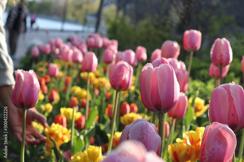 tulips in the garden