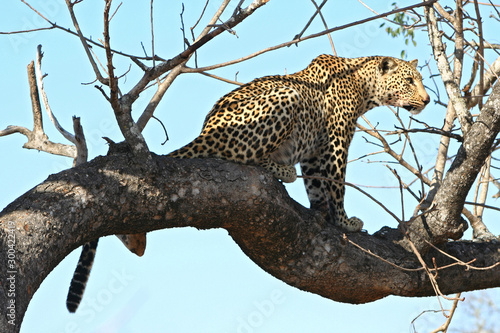 Leopardi africani
