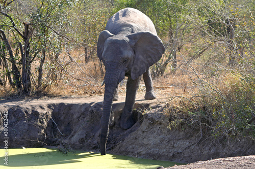 Elefante africano