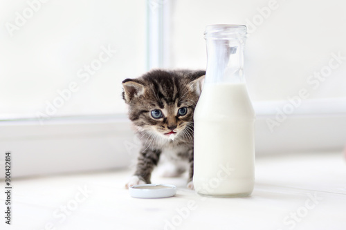 Little kitten behind of bottle of milk