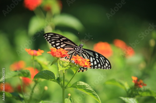 Butterfly on the Flower © MdArifur
