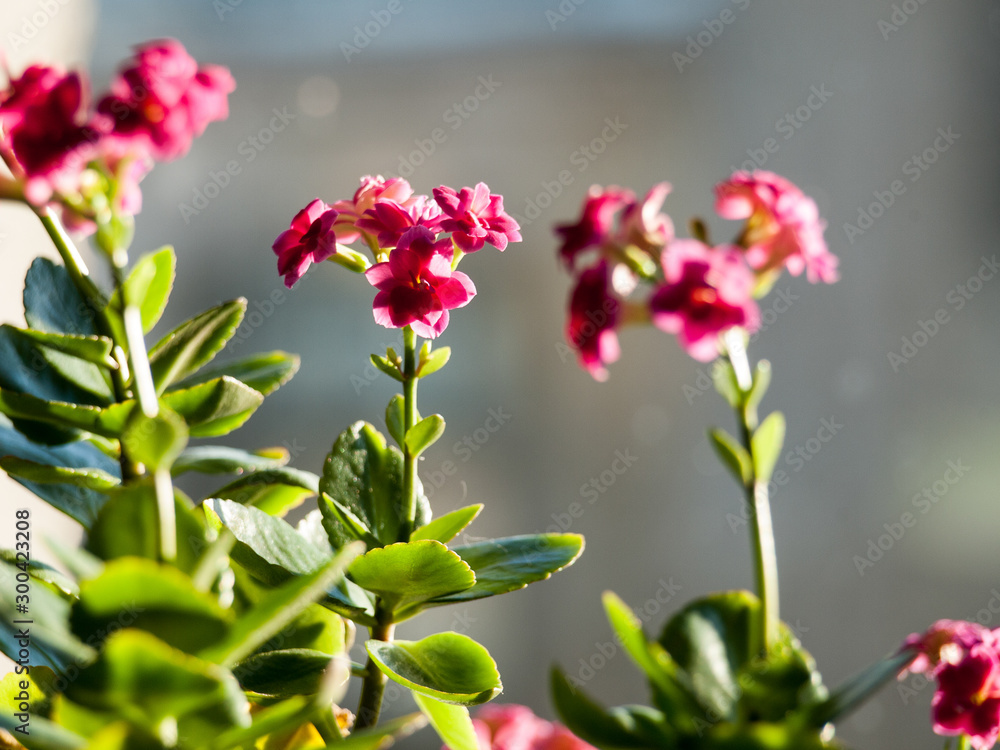 Colorful close-up of pink flower blossom in sunny winter day indoors on window sill with glass background Colorful close-up of pink flower blossom in sunny winter day indoors on window sill with glass background