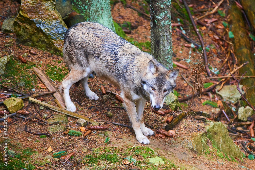The wolf (Canis lupus), also known as the gray or grey wolf in natural habitat The wolf (Canis lupus), also known as the gray or grey wolf in natural habitat