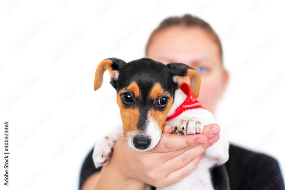 Jack Russell Terrier, 2 months old, sitting in the arms of a woman, isolated, white background