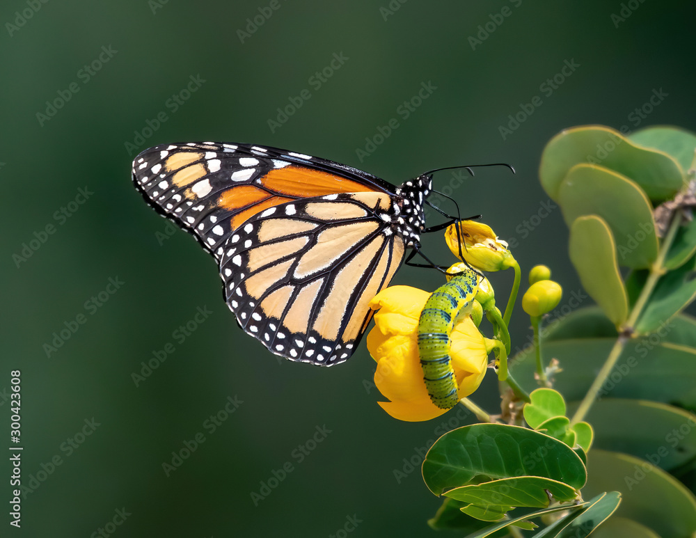 Fototapeta premium Monarch butterfly sitting on a yellow flower