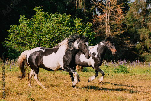 running painted country horse in a rural country side