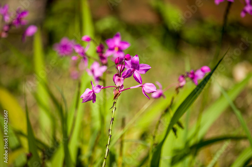 Ground Orchid Flower  Spathoglottis Plicata