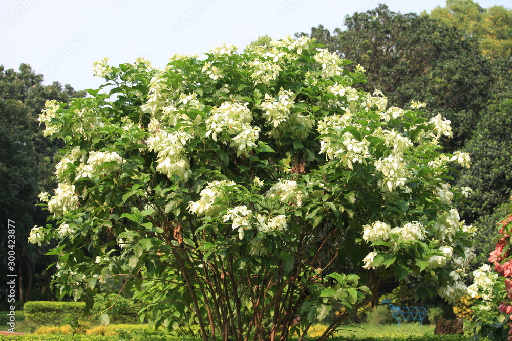 White Flower on the Tree
