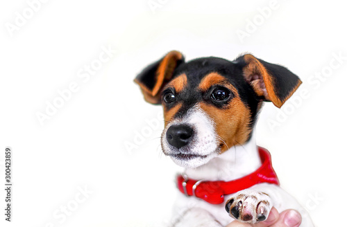 Jack Russell Terrier, 2 months old, sitting, portrait isolated on white background © LarisaL