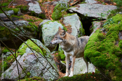 Fototapeta Naklejka Na Ścianę i Meble -  The wolf (Canis lupus), also known as the gray or grey wolf in natural habitat