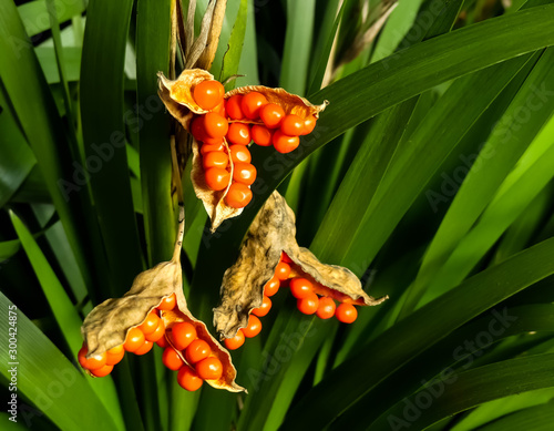 Canvas Print The vibrant bright orange seed heads of Stinking Iris also known as Gladwin iris (Iris foetidissima)