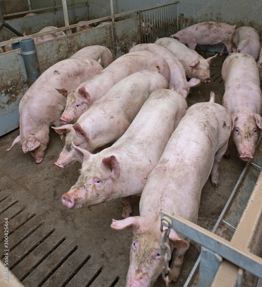 Pigs at stable. Farming Pigs at stable. Farming