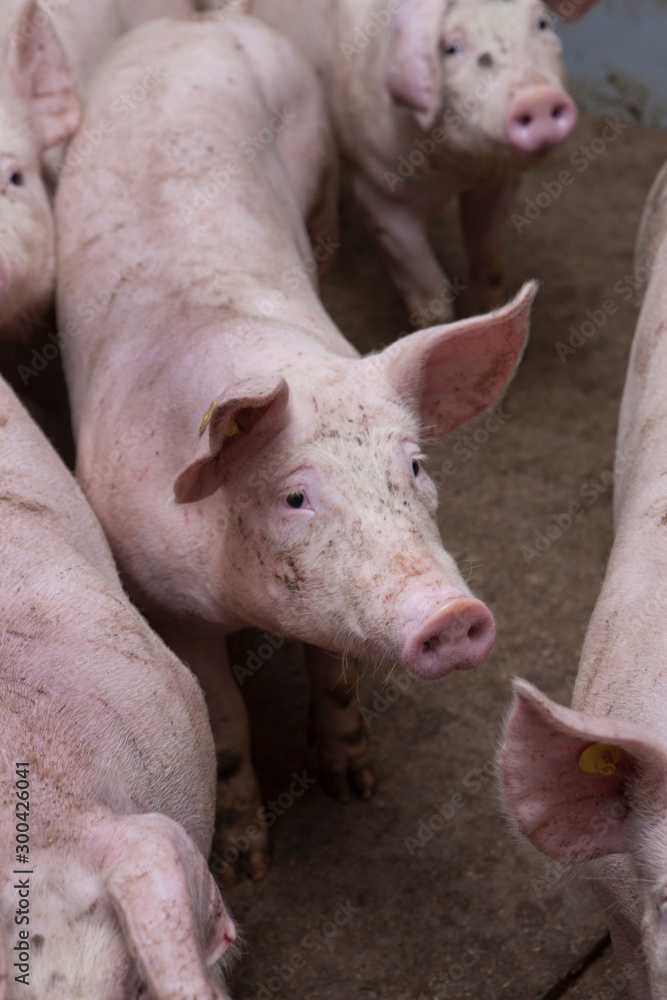 Pigs at stable. Pigs at stable.
