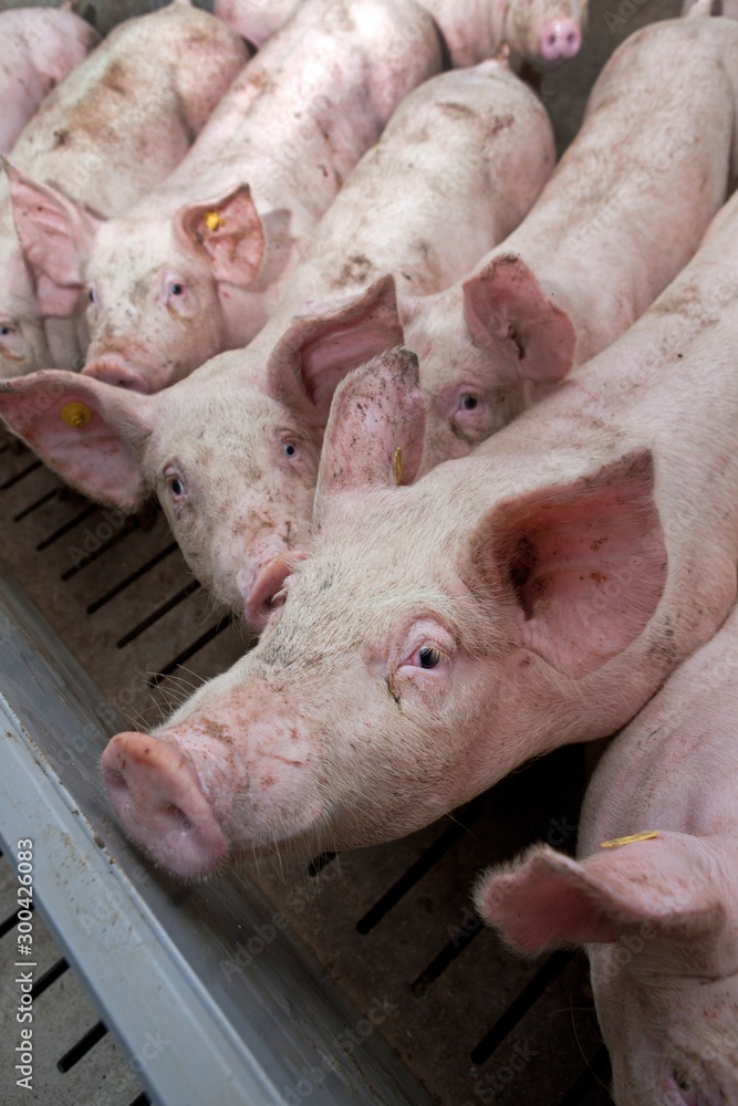 Pigs at stable. Pigs at stable.