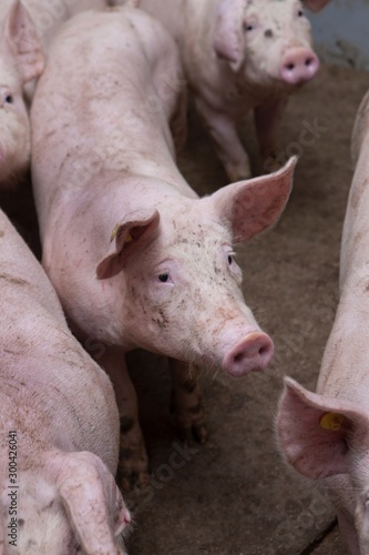 Pigs at stable. 