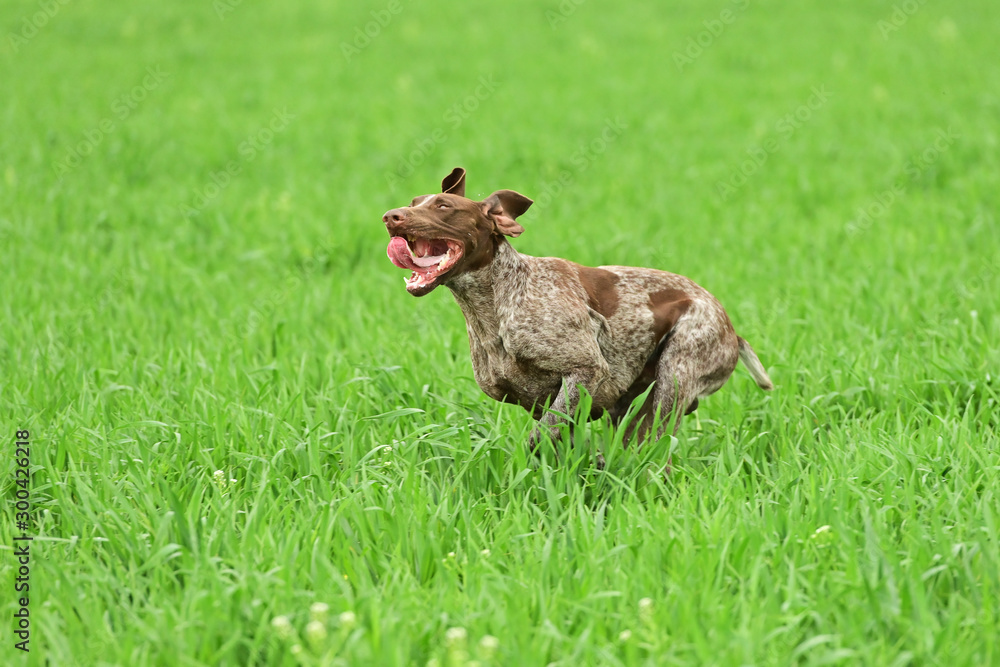 German short-haired pointer on field trial, outdoors, horizontal.