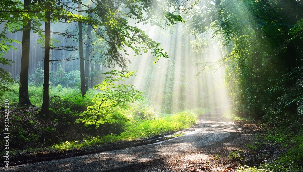 Forest road in a green foggy forest with sun rays in background. Osnabruck, Germany - obrazy, fototapety, plakaty 