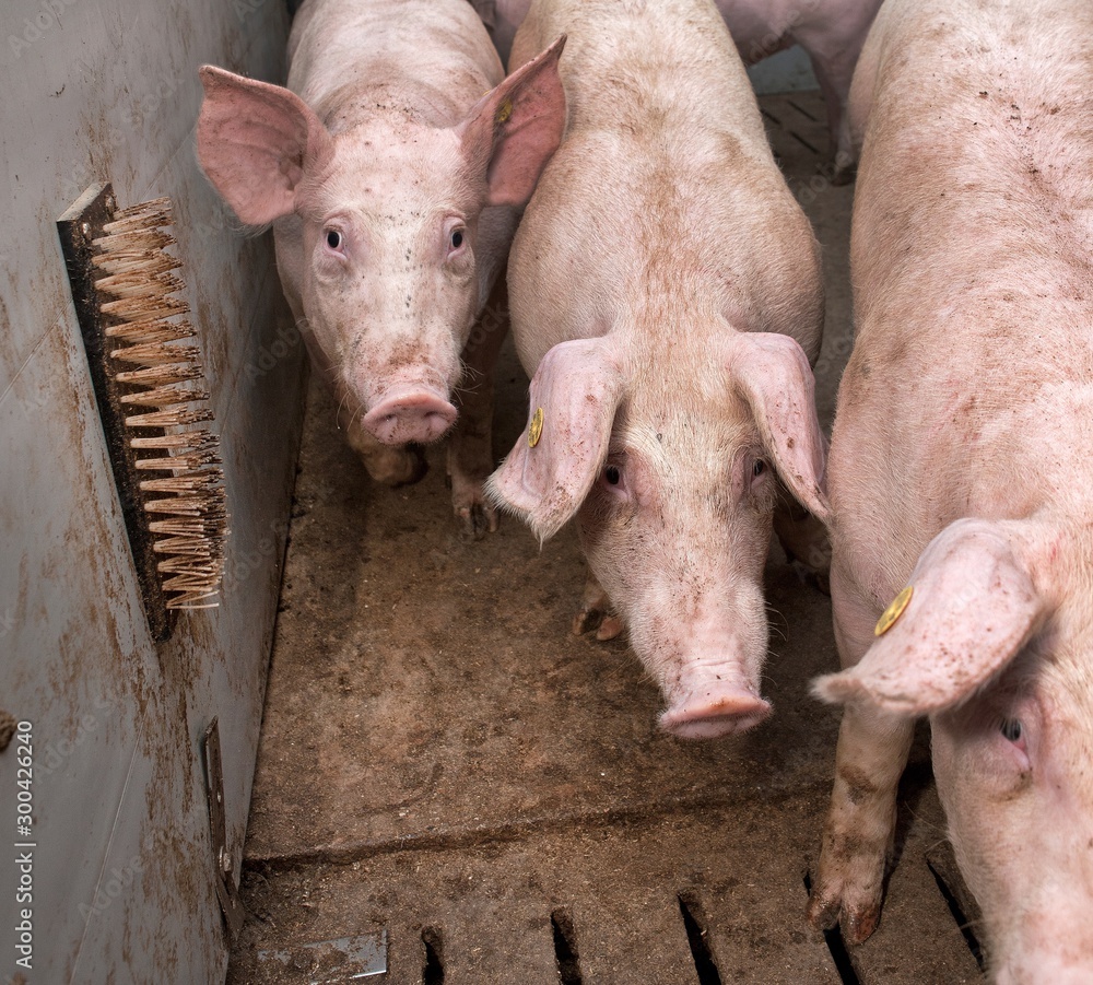 Pigs at stable. Pigs at stable.