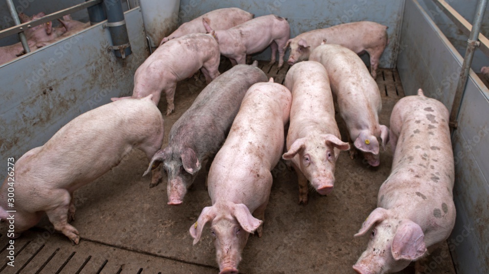 Pigs at stable. Pigs at stable.