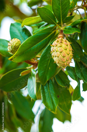 Fresh growing fruits in a magnolia tree