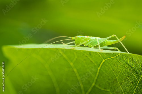 Meconema thalassinum, oak bush-cricket or drumming katydid,