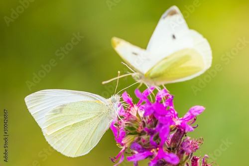 Pieris rapae small white butterfly pollinating on pink purple flowers © Sander Meertins