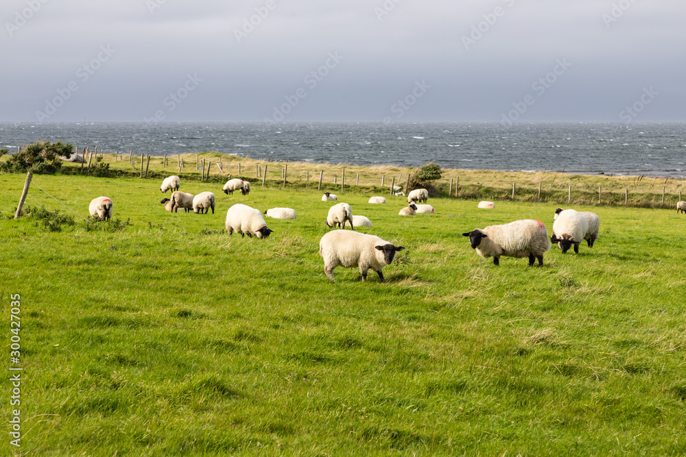 Sheep herd in farm field with beach in background
