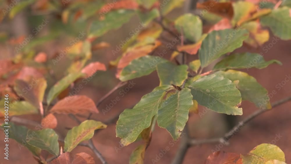 Autumn leaves shaking in the wind on a tree with multi colored colored leafs during a fall day. Autumn leaves shaking in the wind on a tree with multi colored colored leafs during a fall day.