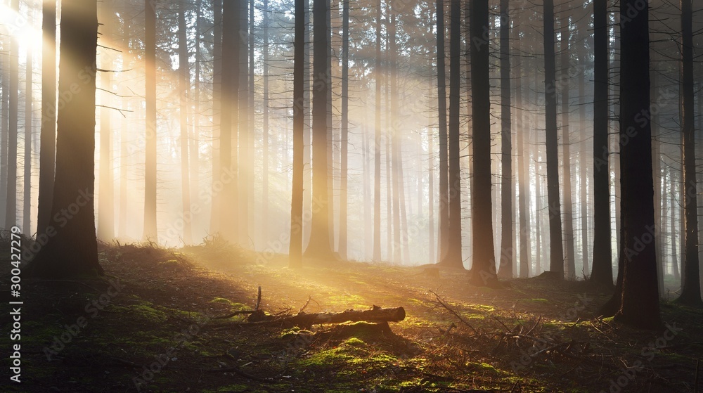 Tree silhouettes in a dark misty forest. Osnabruck, Germany - obrazy, fototapety, plakaty 