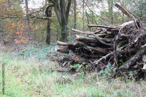 Holzstapel in der Landschaft